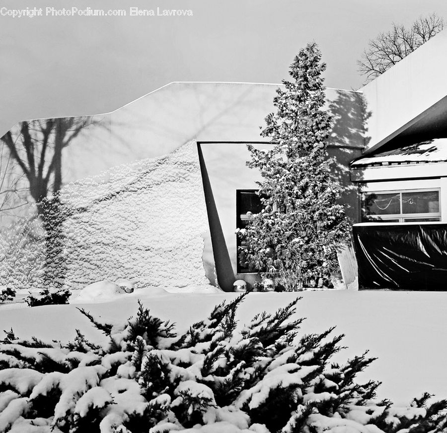 Ice, Outdoors, Snow, Conifer, Fir, Plant, Tree