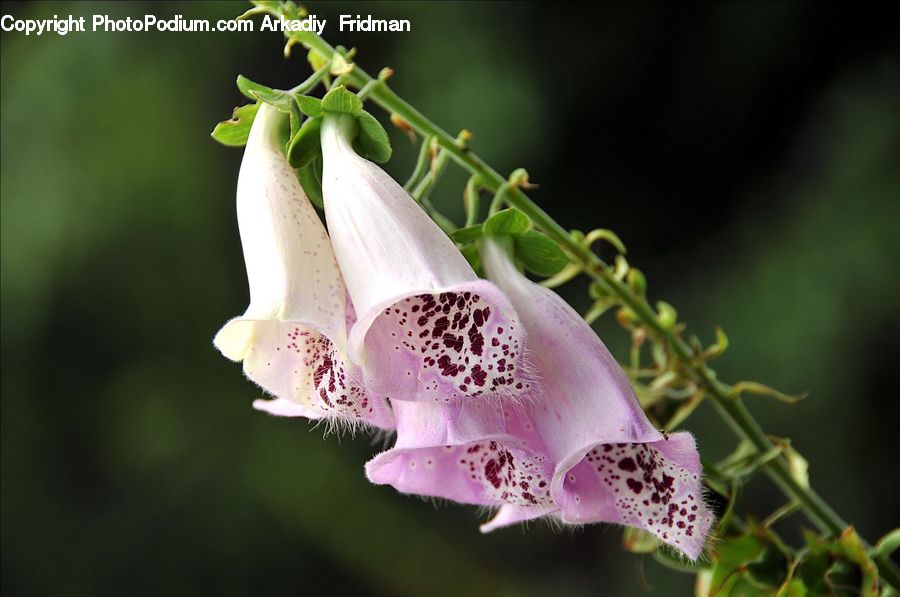 Flora, Flower, Foxglove, Plant, Blossom, Lily