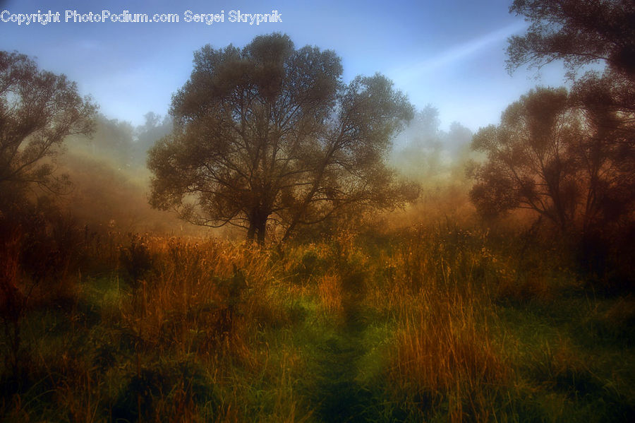 Dawn, Dusk, Sky, Sunrise, Sunset, Field, Grass