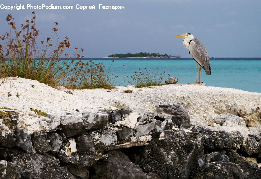 Ardeidae, Bird, Booby, Apiaceae, Blossom, Plant, Grass