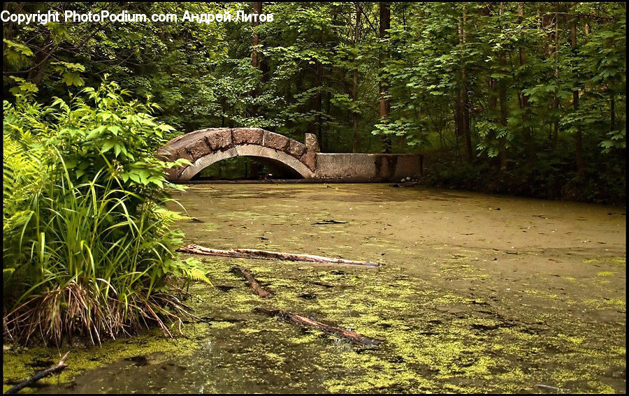 Outdoors, Pond, Water, Forest, Vegetation, Grove, Land