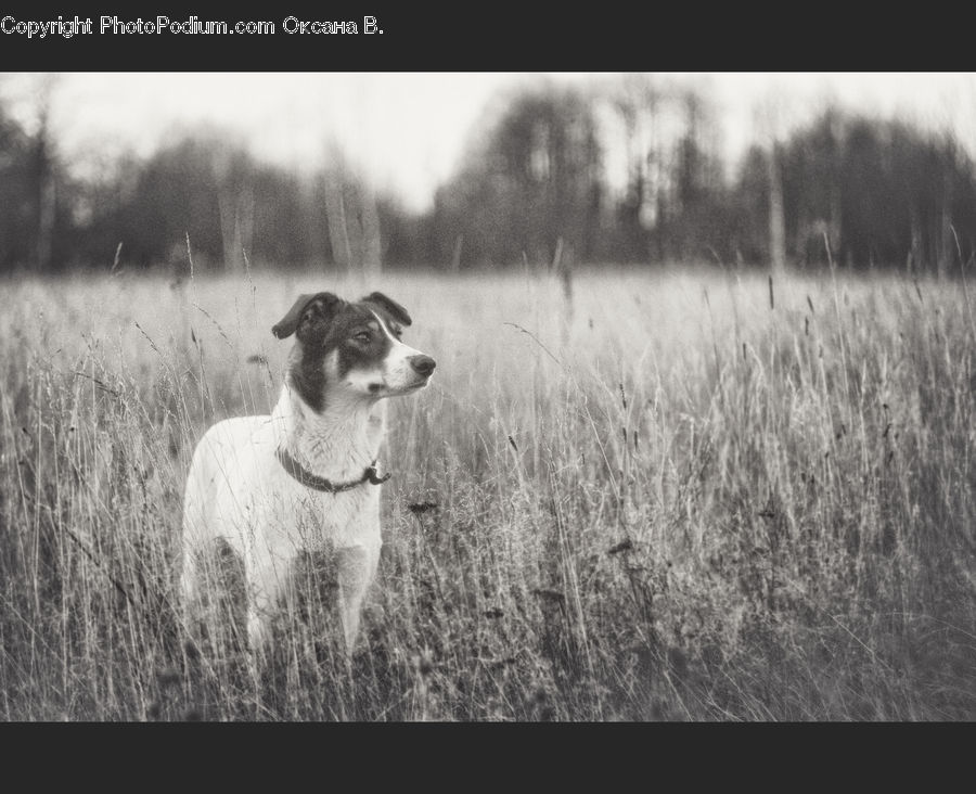 Animal, Canine, Dog, Mammal, Pet, Pointer, Countryside