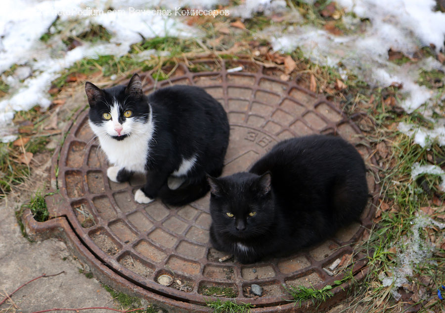 Animal, Cat, Mammal, Manx, Pet, Black Cat, Kitten