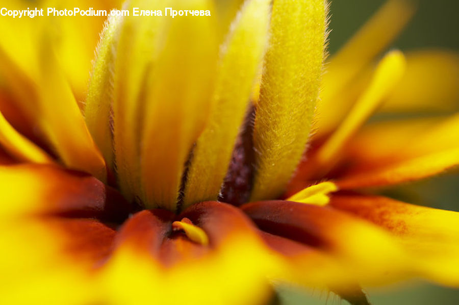 Blossom, Flora, Flower, Plant, Treasure Flower, Asteraceae, Petal