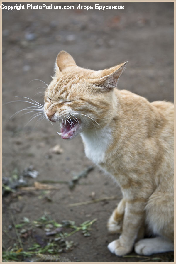 Animal, Cat, Mammal, Manx, Pet, Abyssinian, Kitten