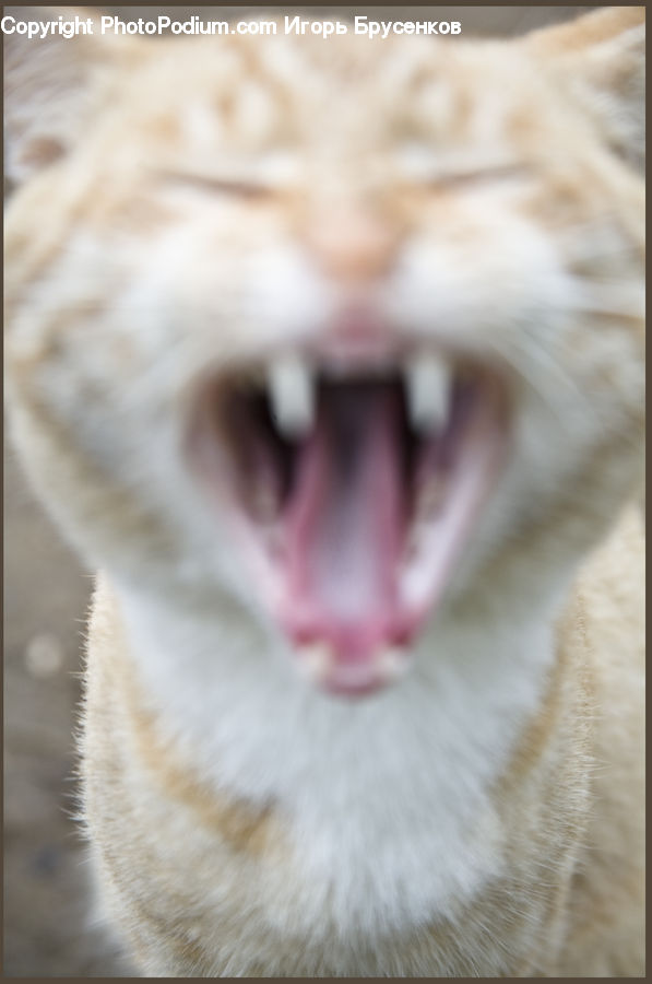 Animal, Cat, Mammal, Pet, Siamese