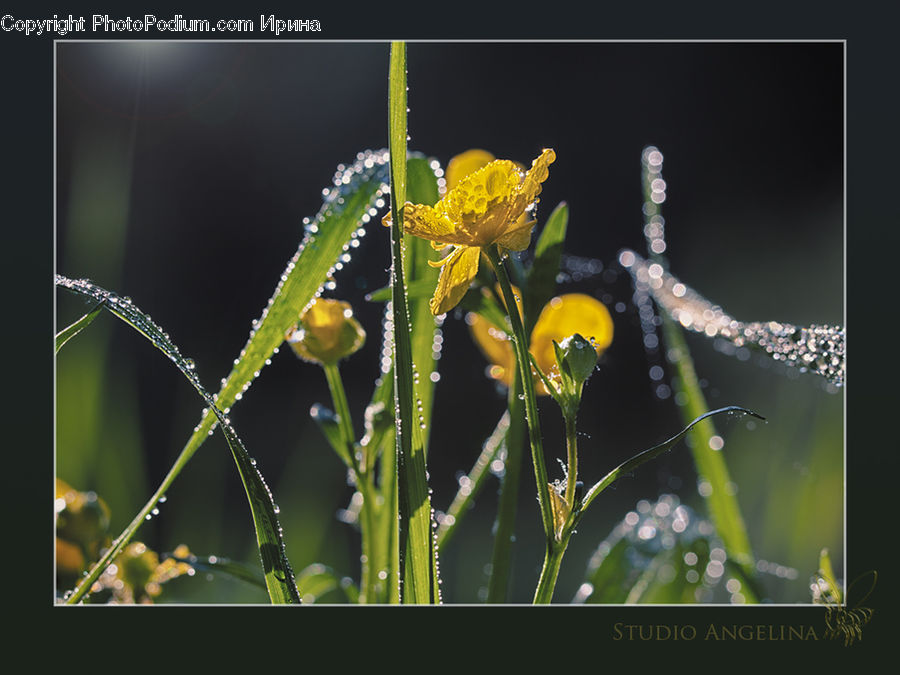 Dill, Plant, Flower Arrangement, Ikebana, Potted Plant, Vase, Field