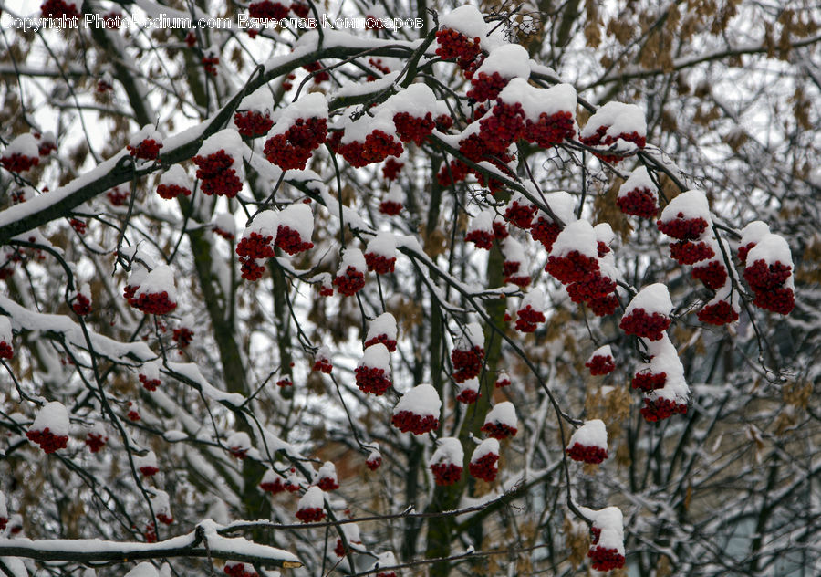 Blossom, Flora, Flower, Plant, Cherry Blossom, Conifer, Fir