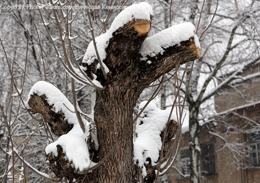Ice, Outdoors, Snow, Birch, Tree, Wood, Bird