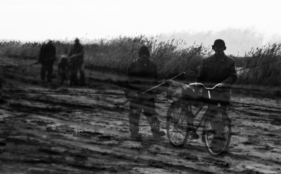 Bicycle, Bike, Vehicle, Cyclist, Grass, Plant, Reed