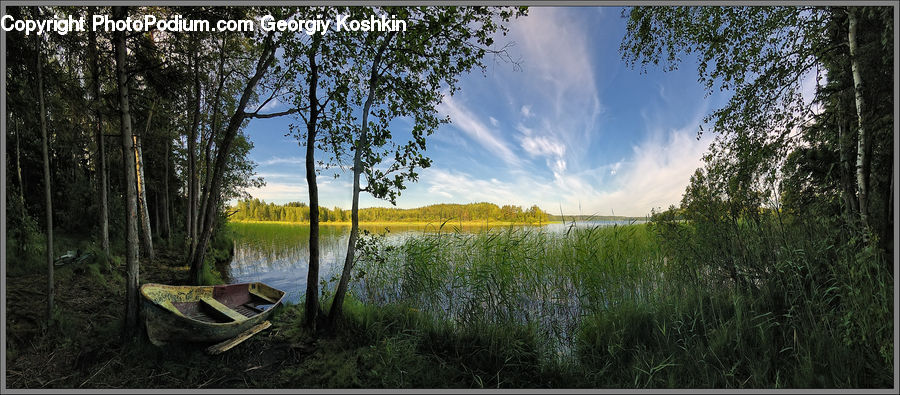 Grass, Plant, Reed, Tree, Willow, Bamboo, Wood