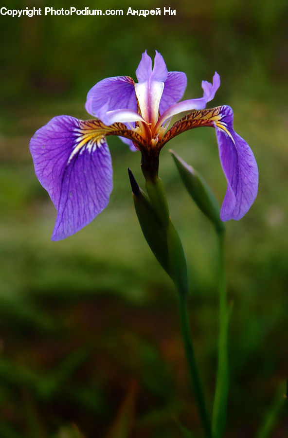 Flora, Flower, Iris, Plant, Blossom, Crocus, Violet