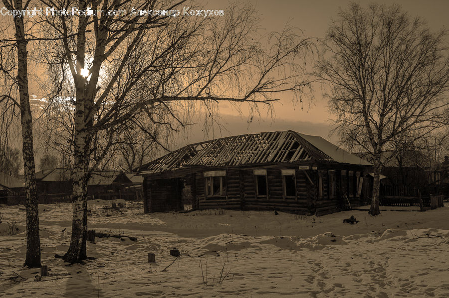 Birch, Tree, Wood, Plant, Cabin, Hut, Rural