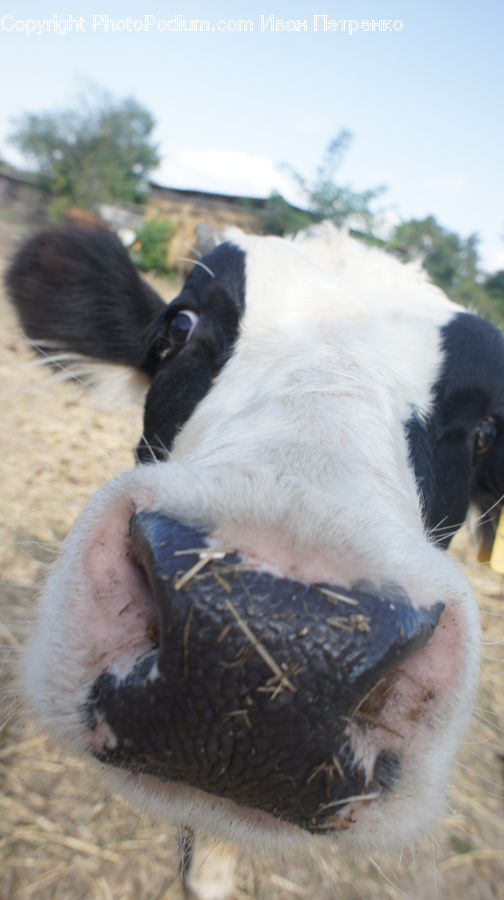 Animal, Cattle, Cow, Dairy Cow, Mammal, Goat, Mountain Goat