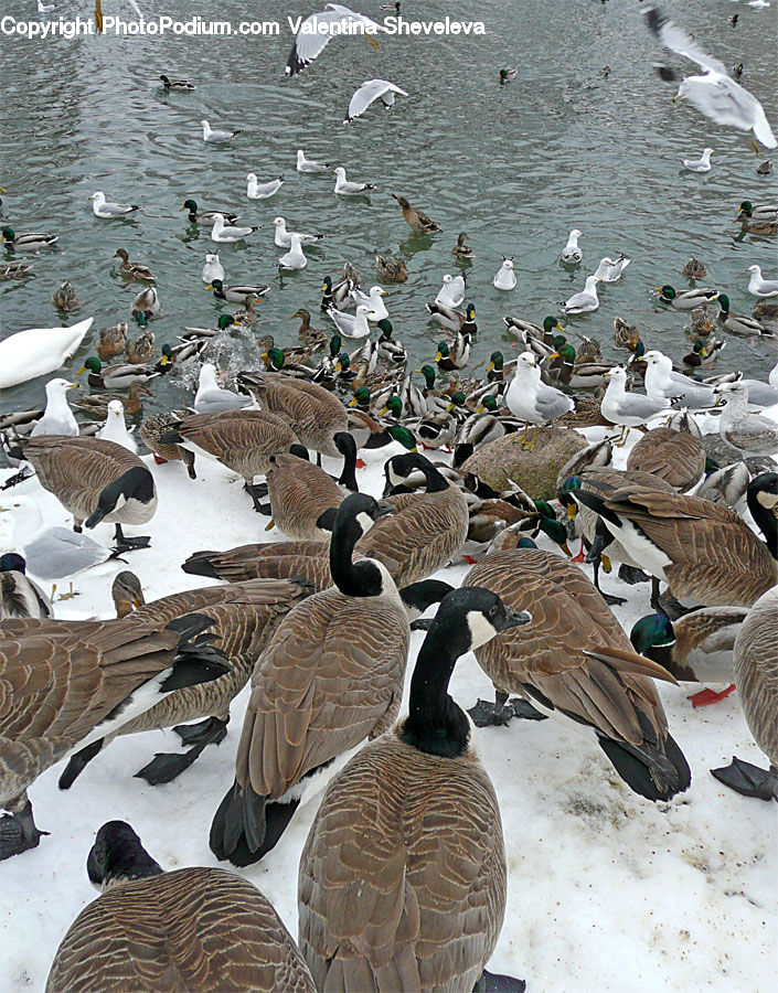 Bird, Goose, Waterfowl, Seagull, Dove, Pigeon, Partridge