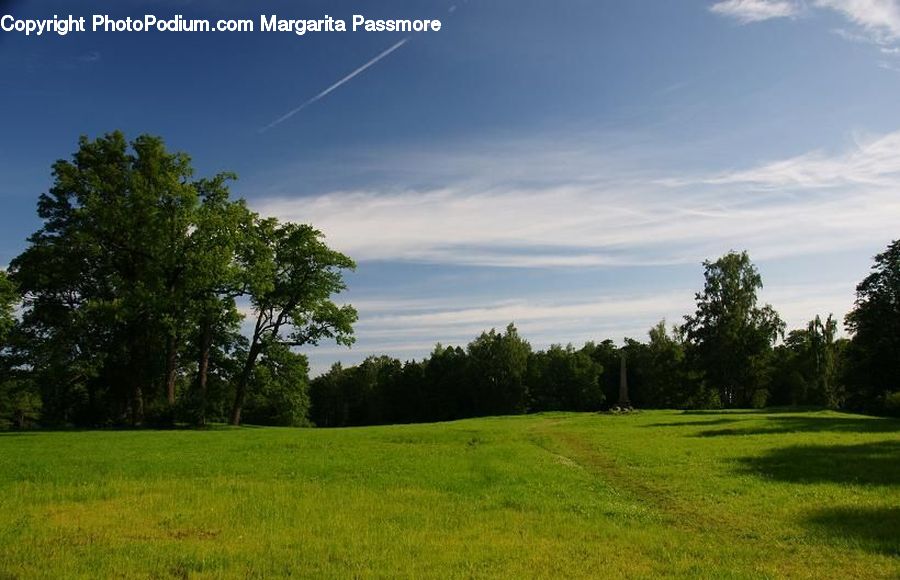 Field, Grass, Grassland, Land, Outdoors, Plant, Tree