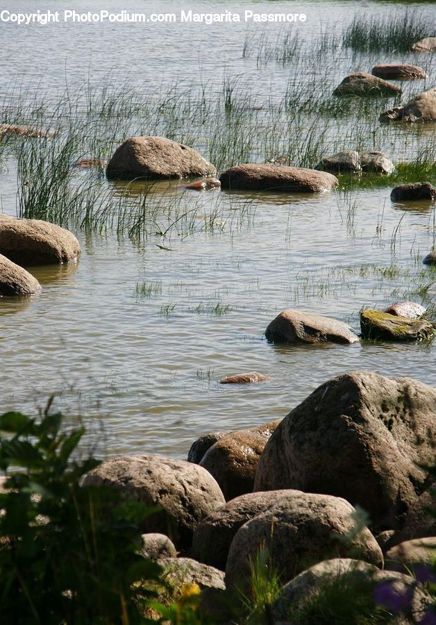 Algae, Bird, Waterfowl, Animal, Beaver, Mammal, Rodent