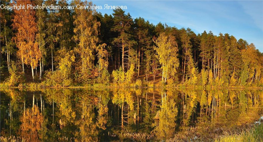 Conifer, Fir, Plant, Tree, Larch, Wood, Forest