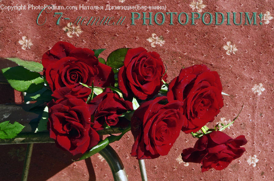 Blossom, Flower, Plant, Rose, Flower Arrangement, Flower Bouquet, Flora