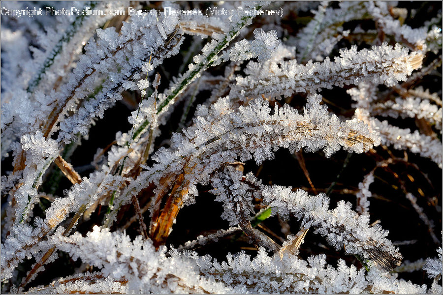 Frost, Ice, Outdoors, Snow, Blossom, Flora, Flower