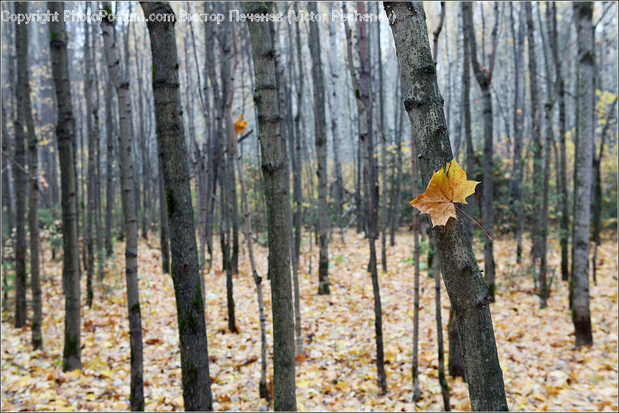 Birch, Tree, Wood, Tree Trunk, Oak, Sycamore, Forest