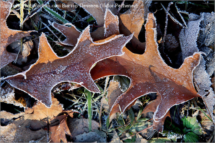 Frost, Ice, Outdoors, Snow, Brick, Rust, Soil