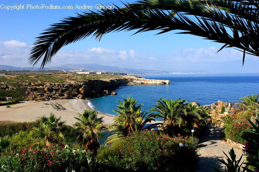 Beach, Coast, Outdoors, Sea, Water, Bush, Plant