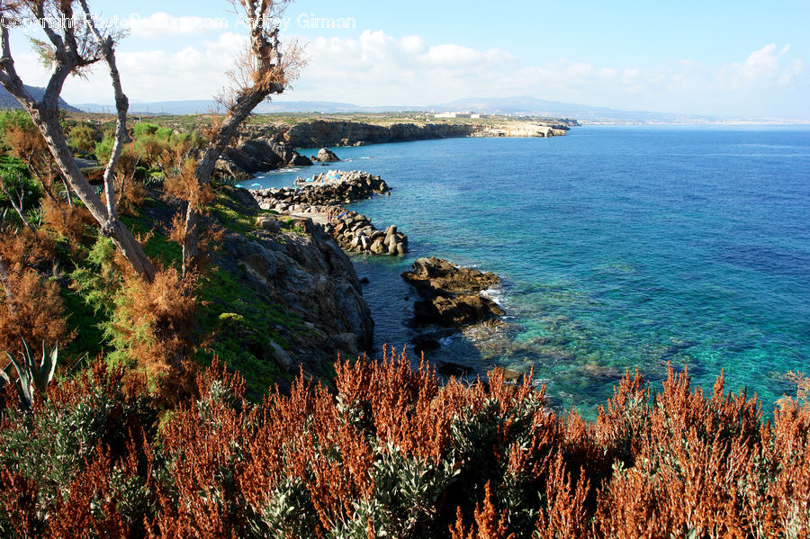 Bush, Plant, Vegetation, Coast, Outdoors, Sea, Water