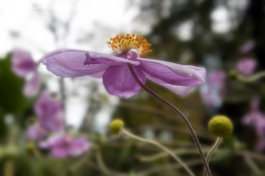 Cosmos, Blossom, Flora, Flower, Plant, Aquilegia, Asteraceae