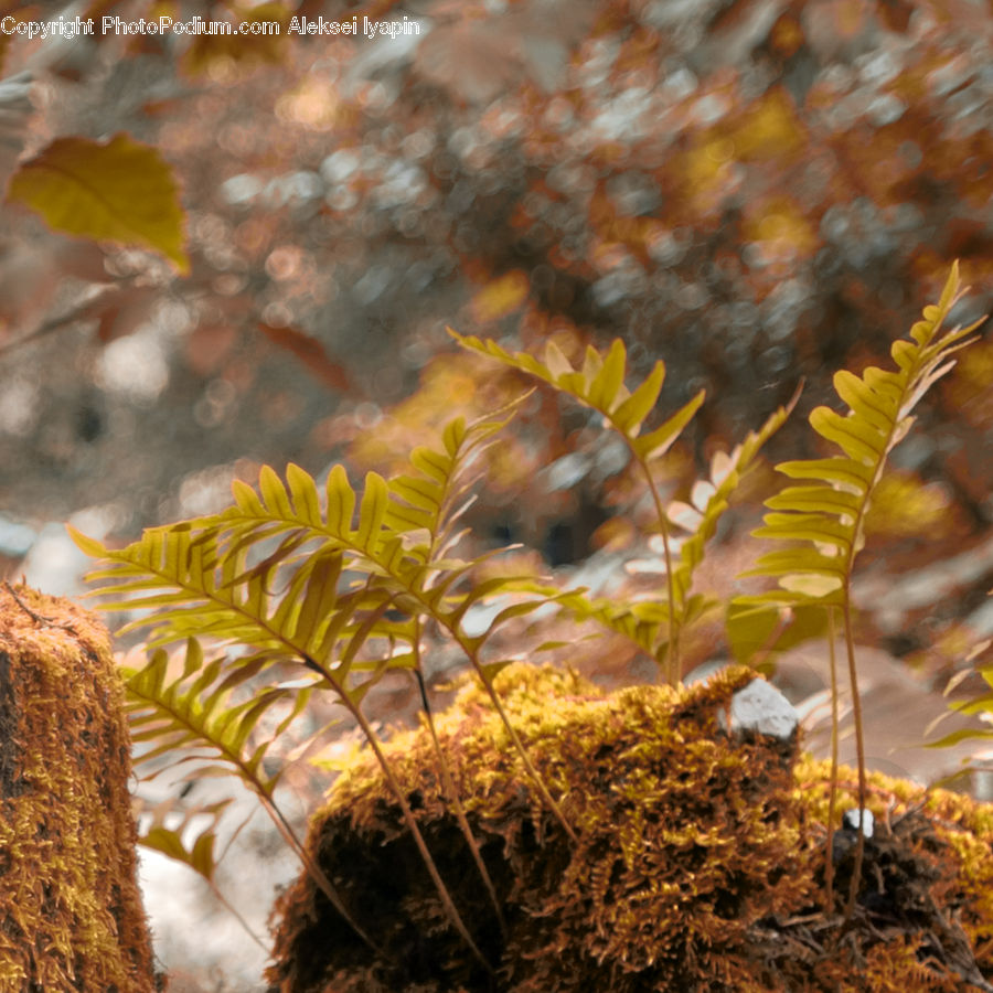 Conifer, Fir, Plant, Tree, Coral Reef, Outdoors, Reef