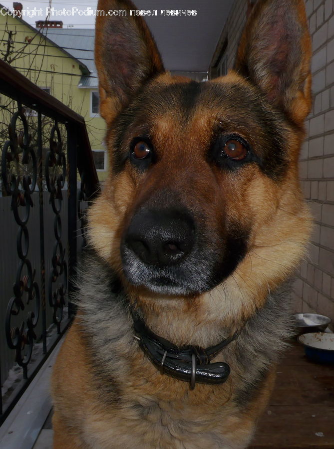 Animal, Canine, Dog, German Shepherd, Mammal, Pet, Collie