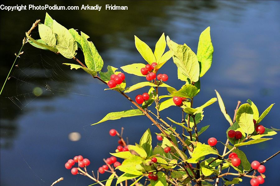 Cherry, Fruit, Blossom, Flora, Flower, Plant, Veins