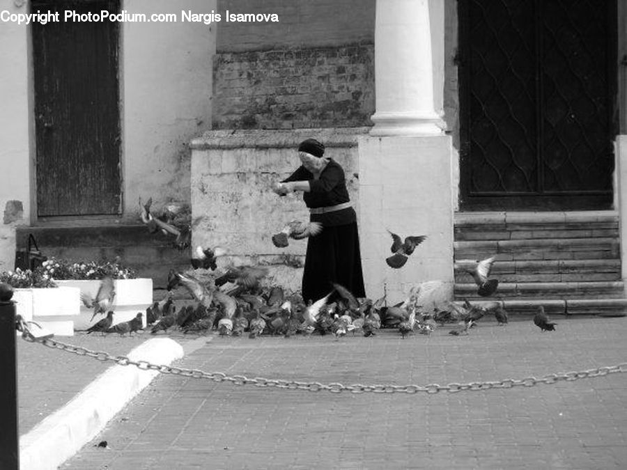 Human, People, Person, Bird, Pigeon, Bench, Alley