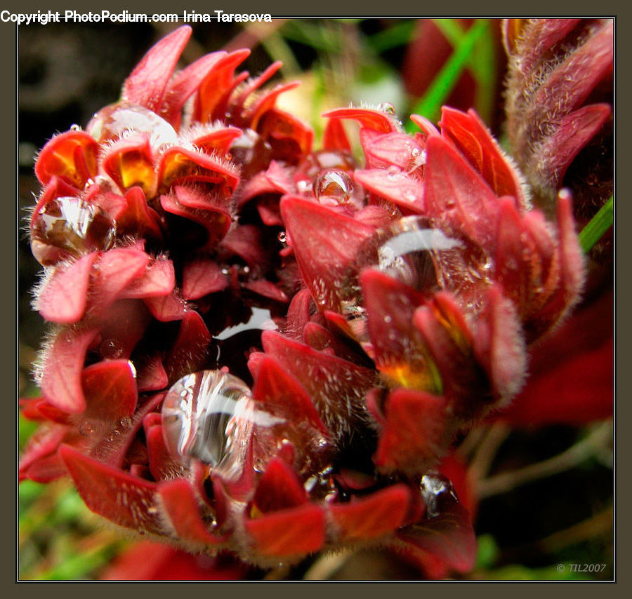 Blossom, Flora, Flower, Petal, Plant, Geranium, Rose