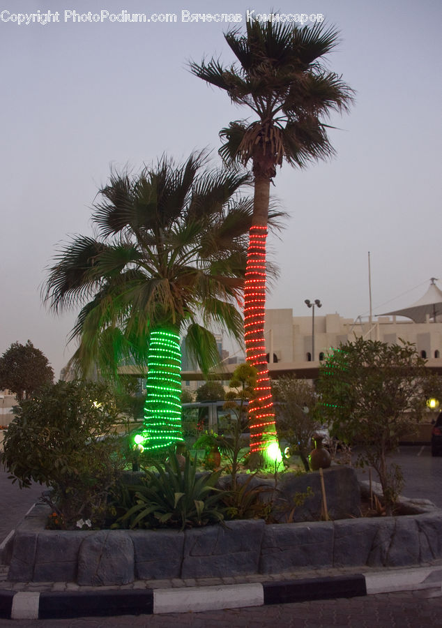 Couch, Furniture, Palm Tree, Plant, Tree, Arecaceae, Building
