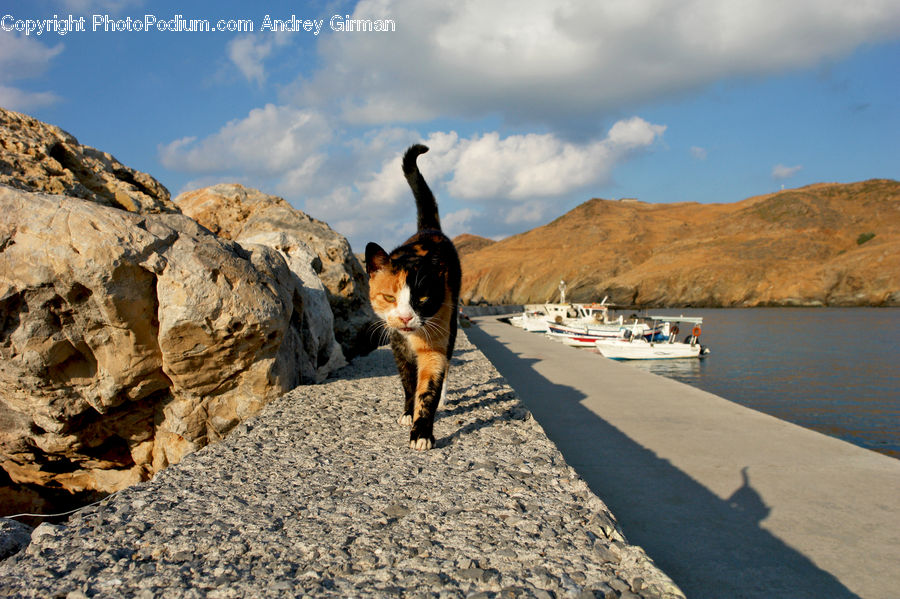 Animal, Dock, Landing, Pier, Boat, Yacht, Coast