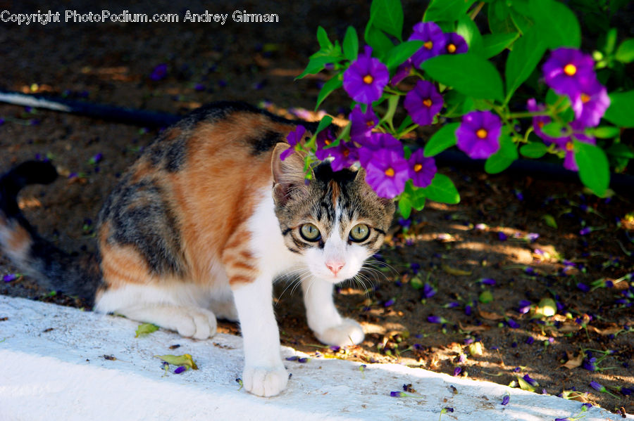 Animal, Cat, Kitten, Mammal, Pet, Manx, Abyssinian