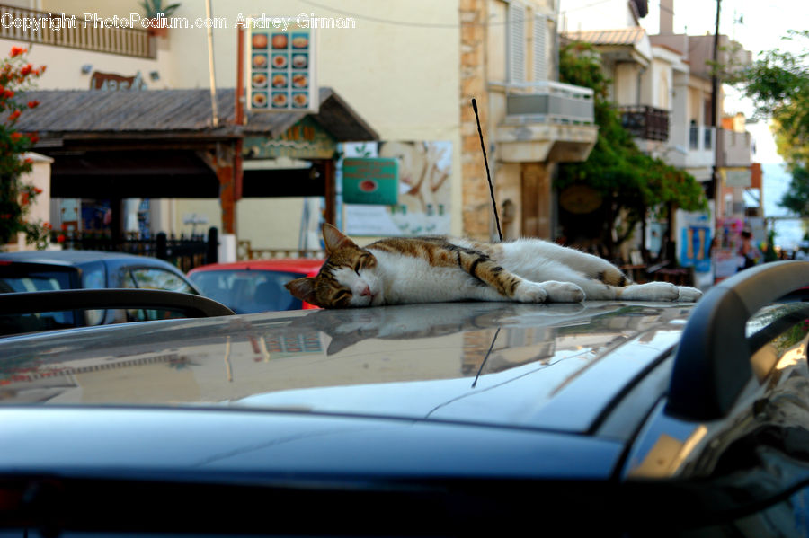 Automobile, Car, Vehicle, Convertible, Hot Rod, Adorable, Asleep