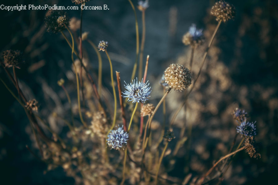 Dill, Plant, Weed, Apiaceae, Blossom, Asteraceae, Flora