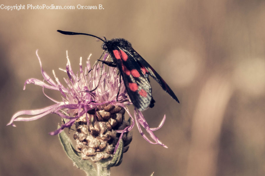 Butterfly, Insect, Invertebrate, Flora, Flower, Plant, Thistle