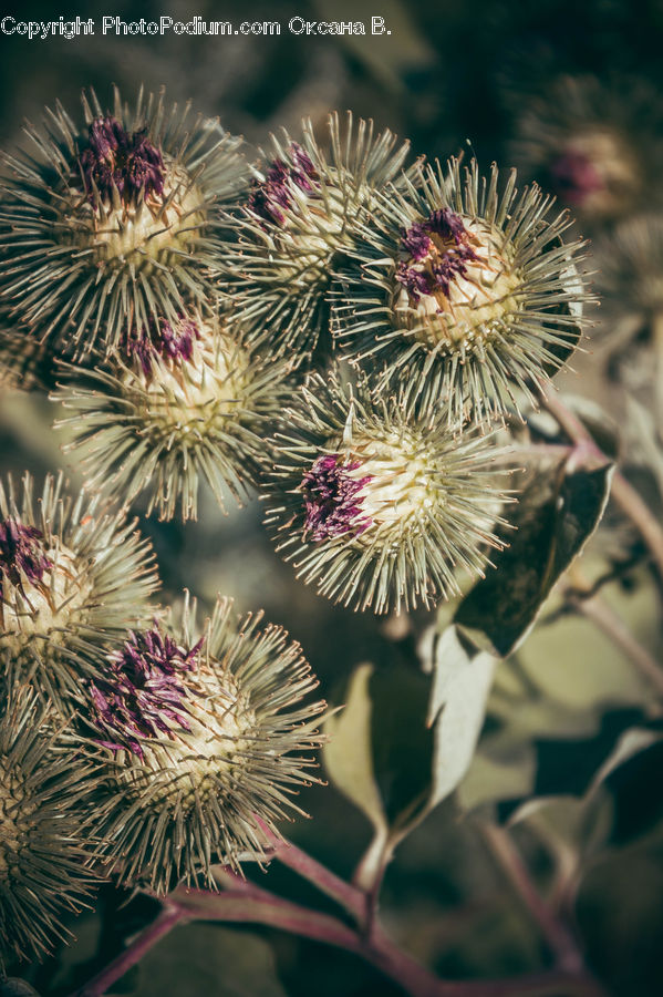 Conifer, Fir, Plant, Tree, Blossom, Flora, Flower