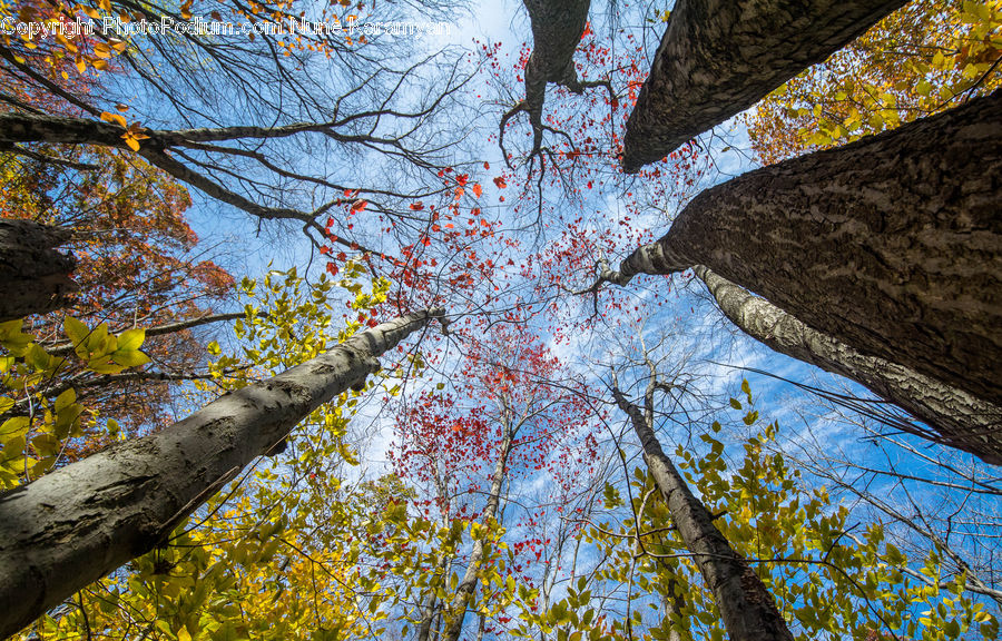Birch, Tree, Wood, Oak, Conifer, Fir, Plant