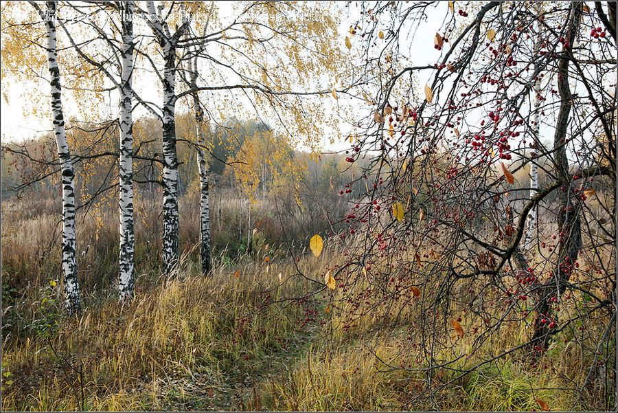 Plant, Tree, Birch, Wood, Oak, Blossom, Flora