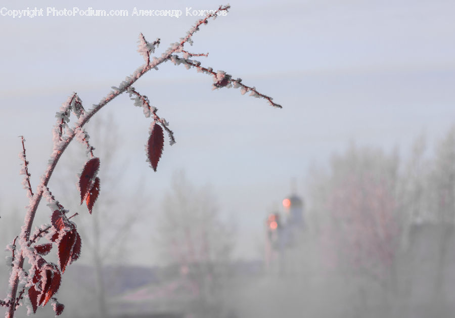 Frost, Ice, Outdoors, Snow, Blossom, Flora, Flower