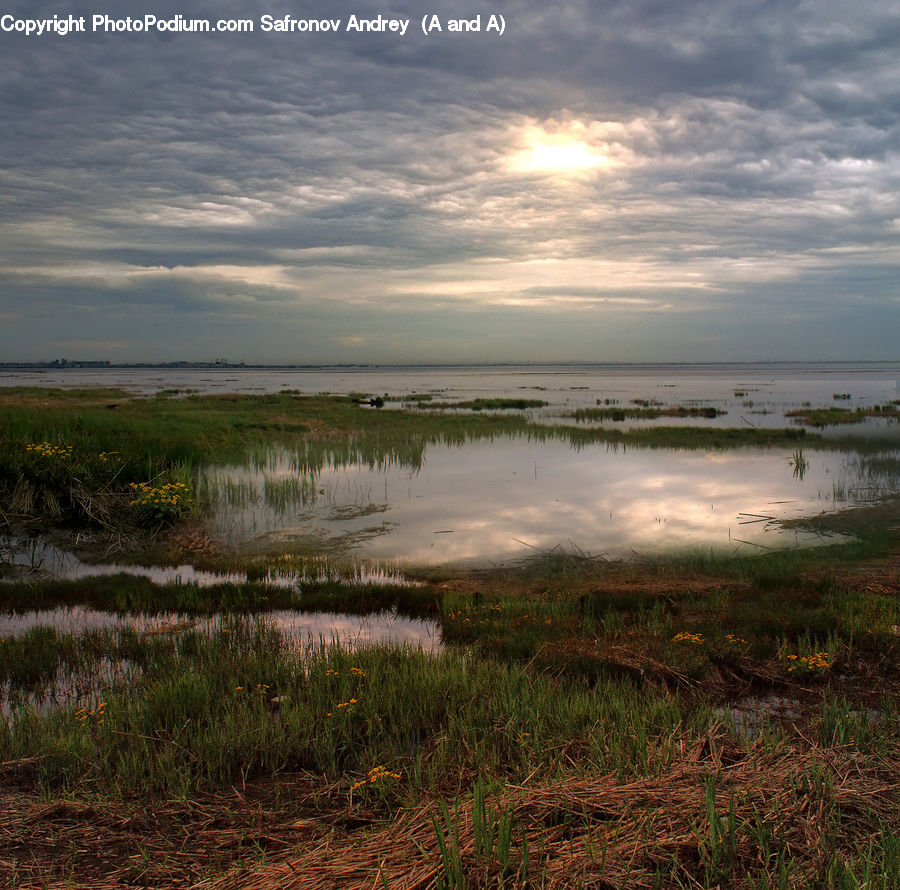 Land, Marsh, Pond, Swamp, Water, Field, Grass