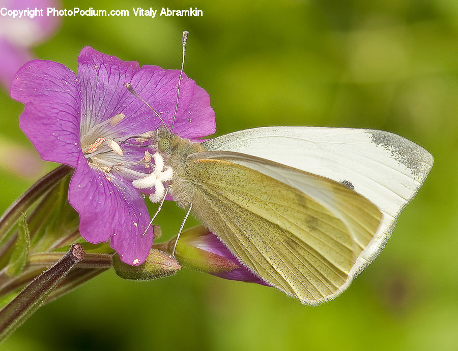 Blossom, Flora, Flower, Geranium, Plant, Butterfly, Insect