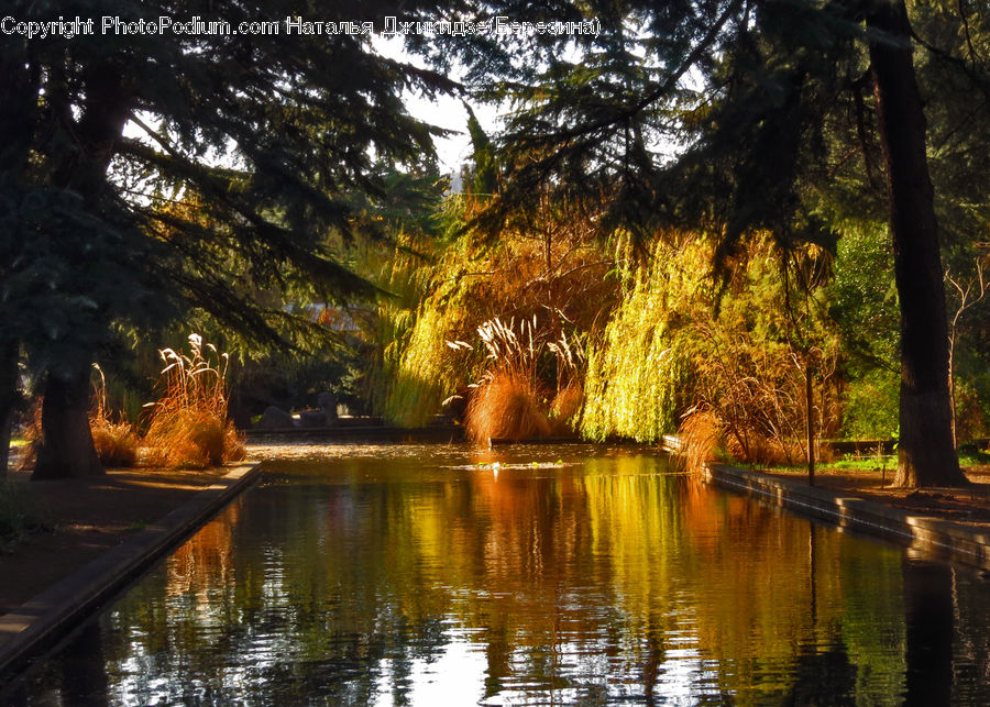 Plant, Tree, Willow, Conifer, Fir, Night, Outdoors