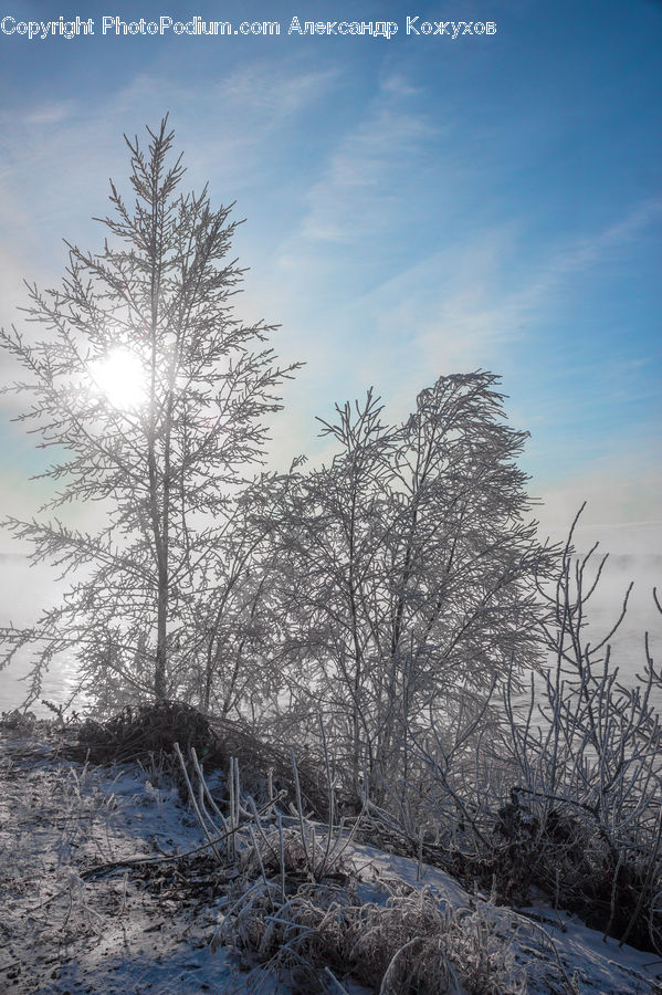 Frost, Ice, Outdoors, Snow, Field, Grass, Grassland