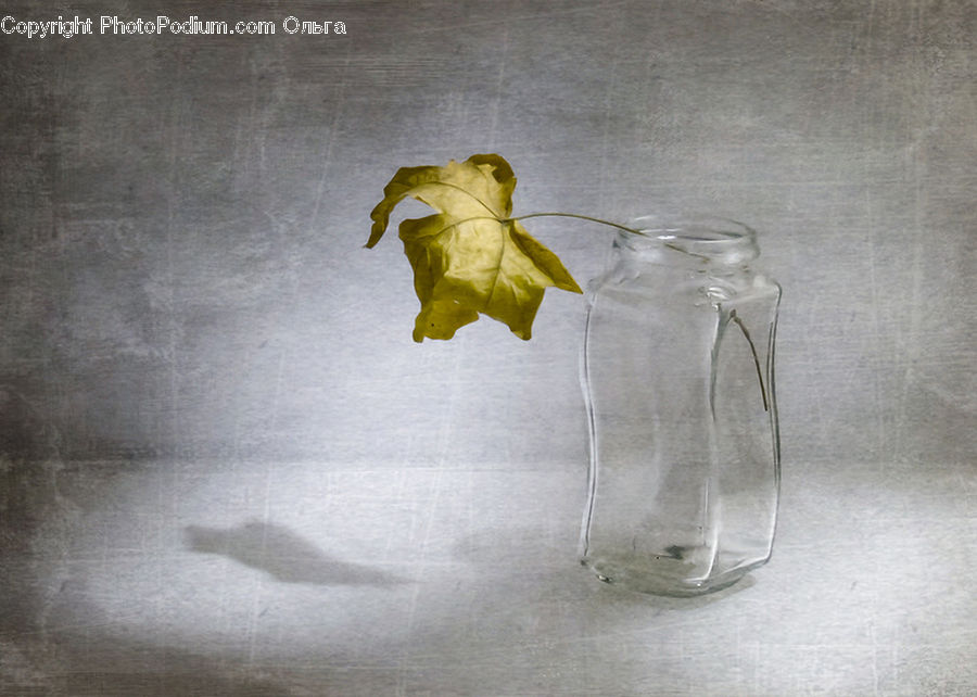 Maple, Maple Leaf, Plant, Jug, Pitcher, Water Jug, Leaf