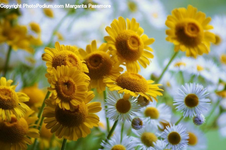 Blossom, Flora, Flower, Plant, Sunflower, Potted Plant, Daffodil